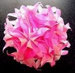 Spides Floral_s